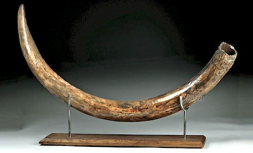 Juvenile Alaskan  Pleistocene Mammoth Tusk