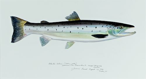James Prosek (b. 1975) Atlantic Salmon