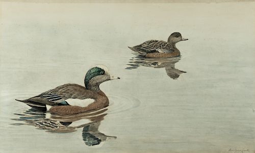 Louis Agassiz Fuertes (1874-1927) Two Wigeon