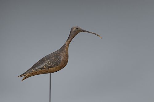 Early Hollow Running Curlew
