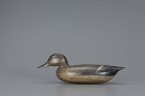 Swimming Gadwall, Cassius Smith (1847-1907)