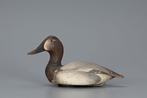 Canvasback Hen, The Ward Brothers