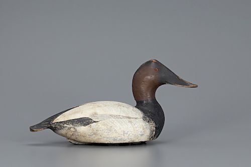 Canvasback Drake, The Ward Brothers