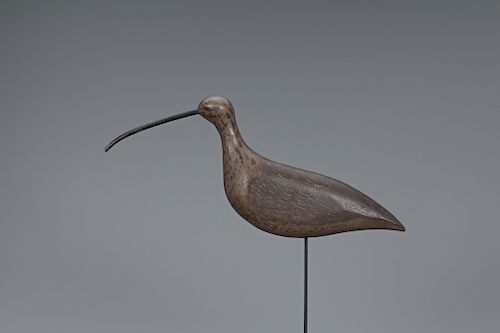 Long-Billed Curlew