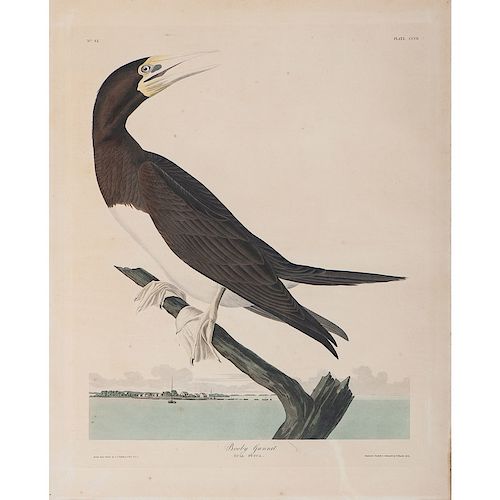 Audubon Hand-Colored Engraving, Booby Gannet, Havell Edition
