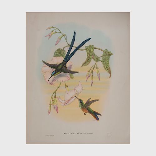 After John Gould (1804-1881): Humming Birds: Six Plates