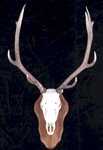 Montana 6X6 Trophy Bull Elk European Mount