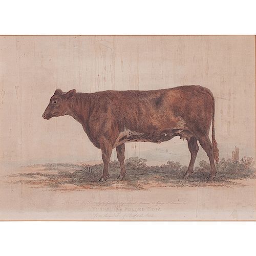 George Garrard Colored Engraving of Yorkshire Cow