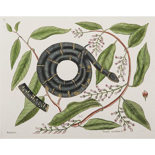 Mark Catesby Hand-Colored Engraving of Eastern King Snake with Coastal Doghobble