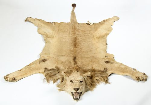 African Lion Skin Taxidermy Rug