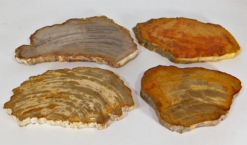 4 Polished Petrified Wood Fossil Specimen Slabs