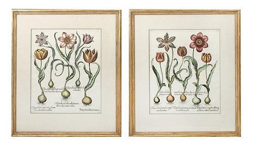 Two Hand Colored Engravings, Basilius Besler, Sheet size: 21 x 17 1/2 inches.
