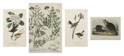 AUDUBON, JOHN JAMES. 3 hand-colored lithographs from octavo editions of The Birds and Quadrupeds. With one Weinmann botanical.