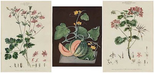 Three Botanical Engravings, Brookshaw, Miller