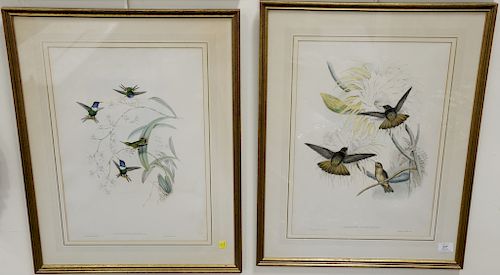 Set of four Gould & Richter hand painted hummingbird chromolithographs, lithographed by Hullmandel & Walton. "Calypte Annae", "Aglea...