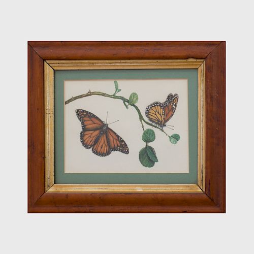 Two English Watercolors of Butterflies and Six Framed Butterfly Specimens