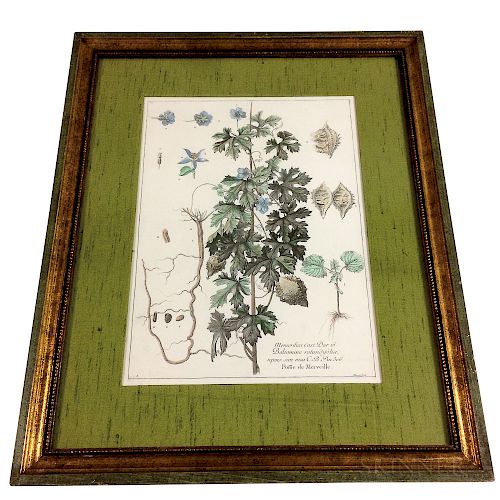 Pair of Framed Botanical Engravings
