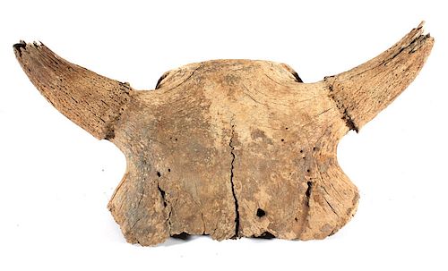 Fossilized Montana Occidentalis Skull