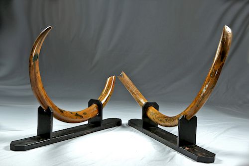 Incredible Pair Ice Age Mammoth Tusks - Matched Pair!