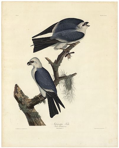 John James Audubon - Mississippi Kite. Plate 117.