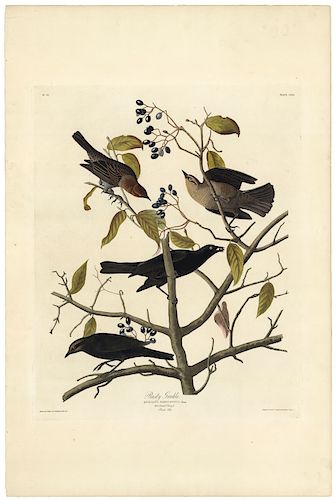 John James Audubon - Rusty Grackle. Plate 157.