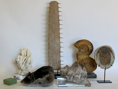 Assorted Grouping of Specimens and Fossils.