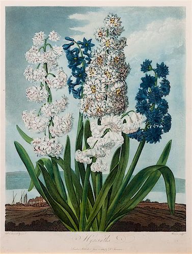 * A Group of Three Handcolored Botanical Engravings Largest: 19 3/4 x 15 1/4 inches.