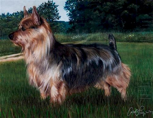 * A Pastel Drawing of an Australian Terrier 17 1/2 x 23 inches.