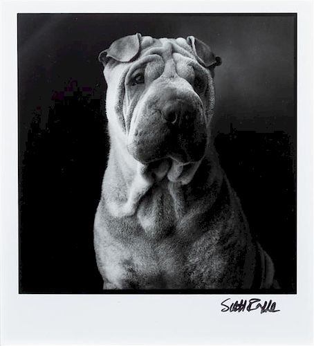 * A Photograph of a Chinese Shar Pei 4 3/4 x 4 1/4 inches.