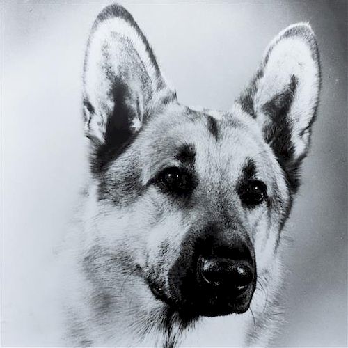 * Five Works of Art depicting German Shepherds Largest: 22 x 27 3/4 inches.
