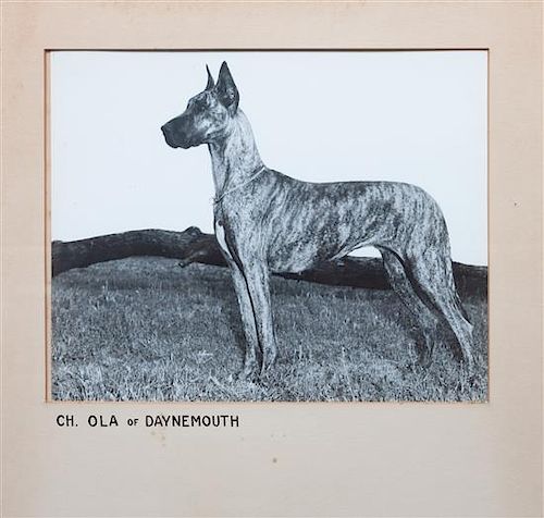 * A Group of Fourteen Great Dane Photographs Largest: 10 1/4 x 12 3/4 inches.