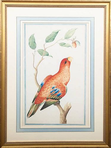 20th Century School: Four Ornithological Prints