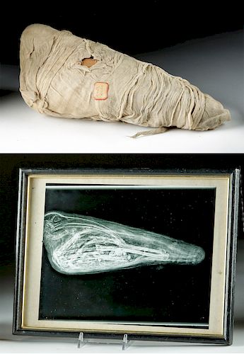 Egypt Mummified Ibis + Xray Photo, ex-MacMurray College