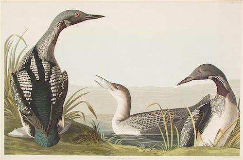 (AUDUBON, JOHN JAMES, after) HAVELL, ROBERT. Black-Throated Diver, Colymbus Arcticus, plate CCCXLVI, no. 70. J. Whatman, 1836.