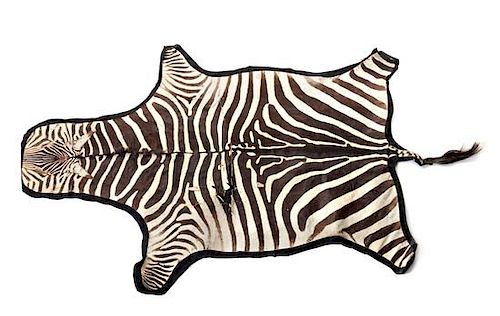 A Taxidermy Zebra Rug 7 feet 3 inches x 5 feet.