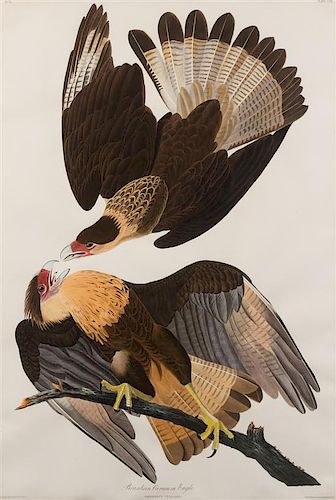 AUDUBON, John James (1785-1851). Brazilian Caracara Eagle (Plate CLXI)