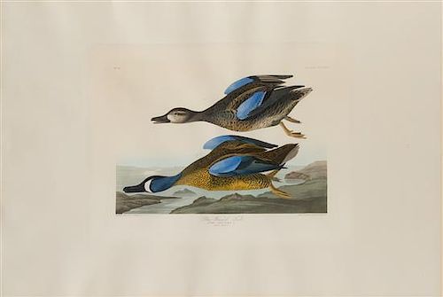 AUDUBON, John James (1785-1851). Blue-Winged Teal (Plate CCCXIII)