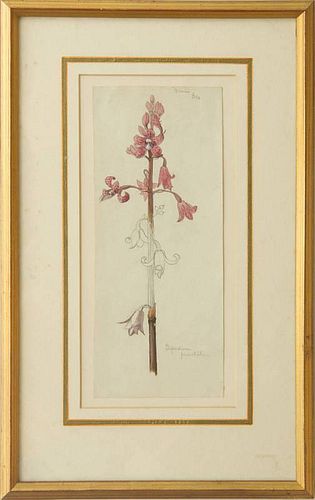 CHARLES DICKER (1855-1912): ORCHIDEAE: DIPODIUM PUNCTATUM; PLANT STUDY; AND SOLANUM