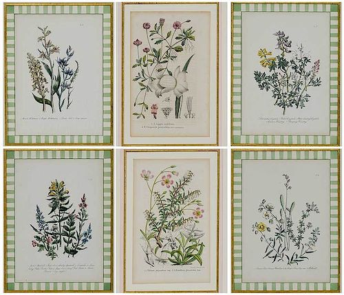 Six Framed Botanical Prints