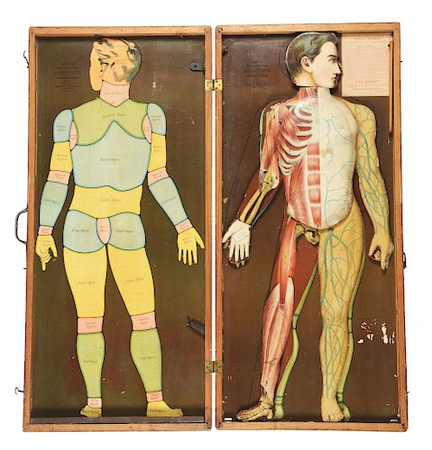 Medical Smith's Human System in Wooden Case. 