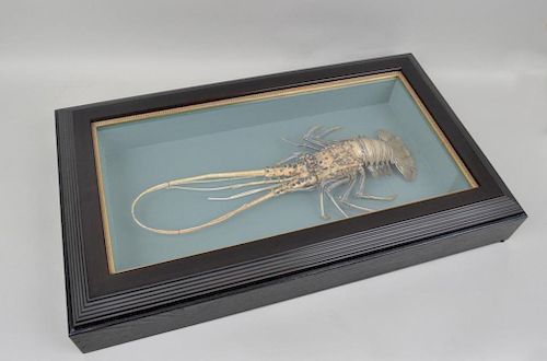 Framed Taxidermy Lobster
