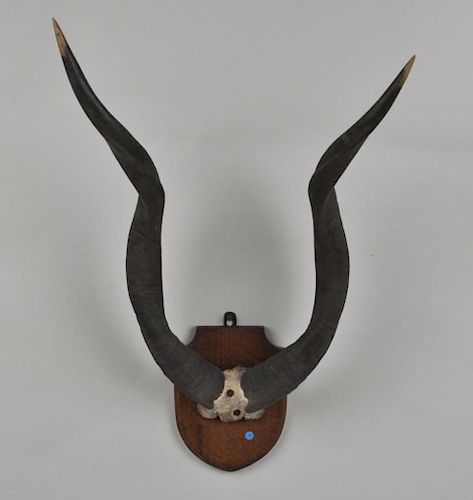 African Antelope Trophy Horns
