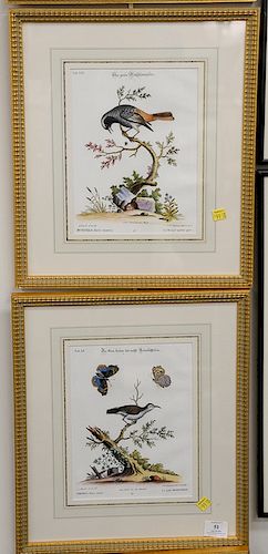 Group of four hand colored engravings of birds and butterflies after George Edwards, Die Ehinesischen Sperfinge Das Sangge Schmanzte...