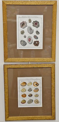 Andreas F. Happe, Shell Studies, six hand colored engravings by C.B. Glassbach, each 9 1/2" x 7" Provenance: From the Estate of Debo...