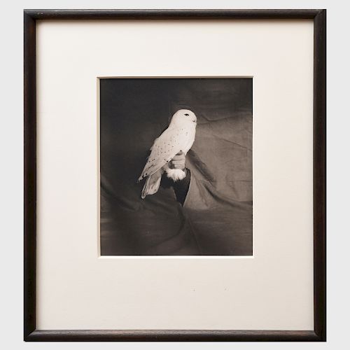 Victor Schrager (b. 1950): Arctic Snow Owl