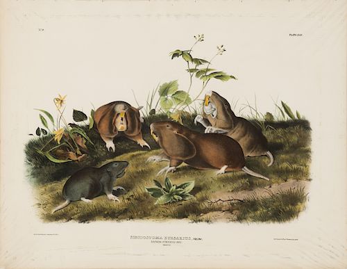 John James Audubon, Canada Pouched Rat.