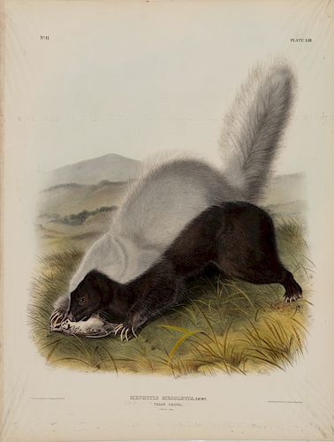John James Audubon, Texan Skunk.