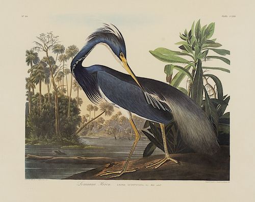 John James Audubon, Louisiana Heron.