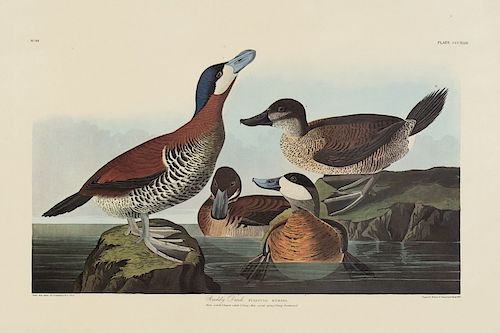 John James Audubon, Ruddy Duck.