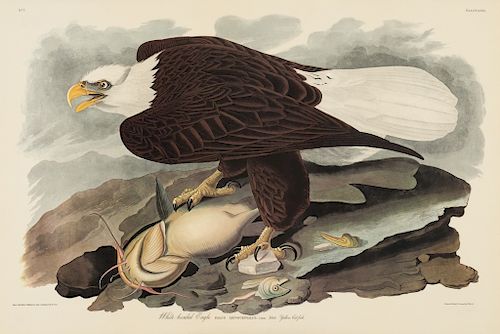 John James Audubon, White-headed Eagle.